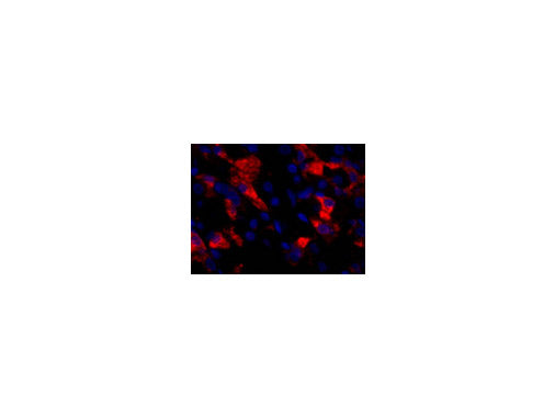 CD284 Polyclonal Antibody Store at -20°C - Biomarkers - Elabscience Biotechnology - MSE Supplies