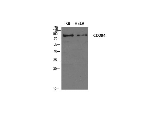 CD284 Polyclonal Antibody Store at -20°C
