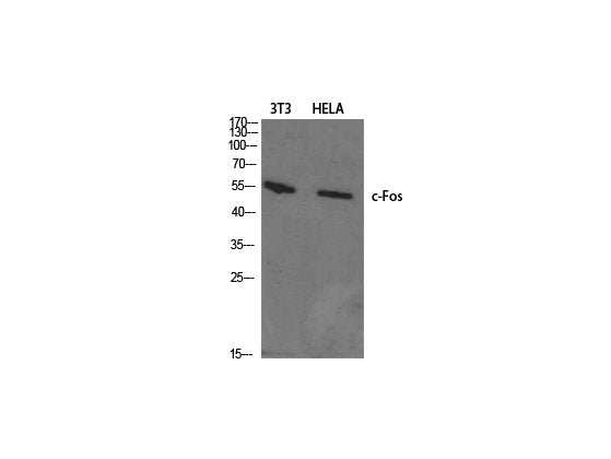 c-Fos Polyclonal Antibody Store at -20°C