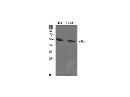c-Fos Polyclonal Antibody Store at -20°C