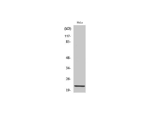Claudin 1 Polyclonal Antibody Host Rabbit