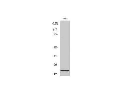Claudin 1 Polyclonal Antibody Host Rabbit