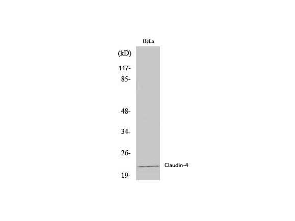 Claudin 4 Polyclonal Antibody Host Rabbit