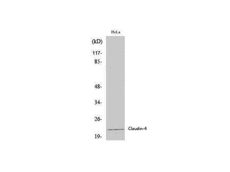 Claudin 4 Polyclonal Antibody Host Rabbit