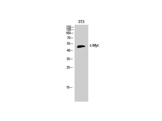 c-Myc Polyclonal Antibody Store at -20°C