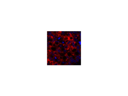 COX2 Polyclonal Antibody Host Rabbit
