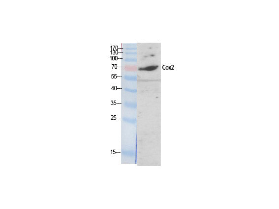 COX2 Polyclonal Antibody Host Rabbit