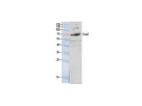 COX2 Polyclonal Antibody Host Rabbit