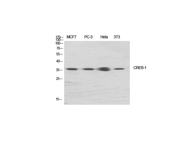 CREB1 Polyclonal Antibody Store at -20°C