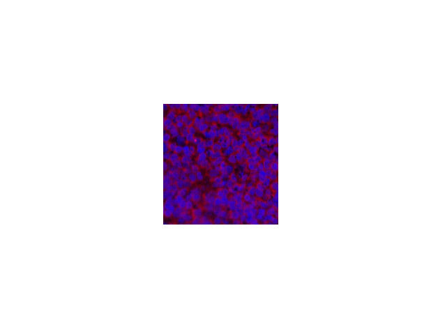 Cyclin E1 Polyclonal Antibody Store at -20°C