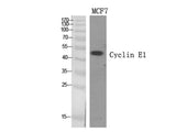 Cyclin E1 Polyclonal Antibody Store at -20°C