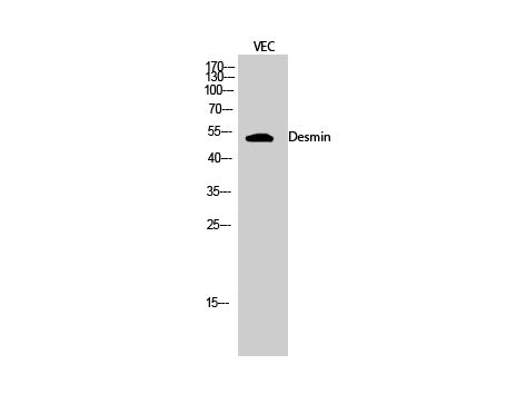 Desmin Polyclonal Antibody Host Rabbit