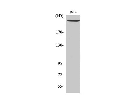 PRKDC Polyclonal Antibody Store at -20°C