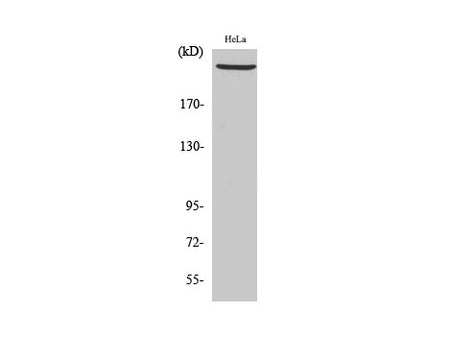 PRKDC Polyclonal Antibody Store at -20°C