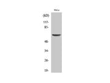 EAAT1 Polyclonal Antibody