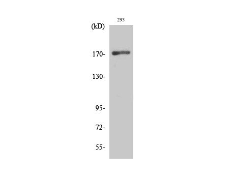 EGFR Polyclonal Antibody Store at -20°C