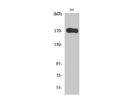EGFR Polyclonal Antibody Store at -20°C