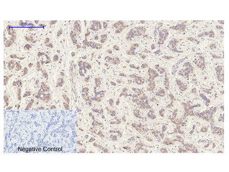 EGFR Polyclonal Antibody Store at -20°C