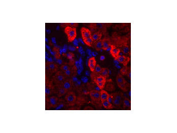 EGFR Polyclonal Antibody Store at -20°C