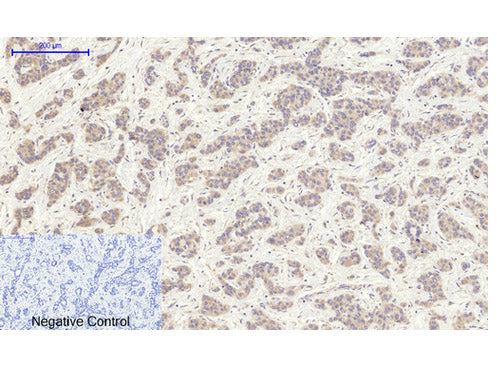 ENO2 Polyclonal Antibody Store at -20°C