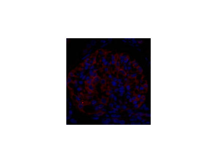 ENO2 Polyclonal Antibody Store at -20°C