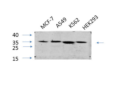ENO2 Polyclonal Antibody Store at -20°C