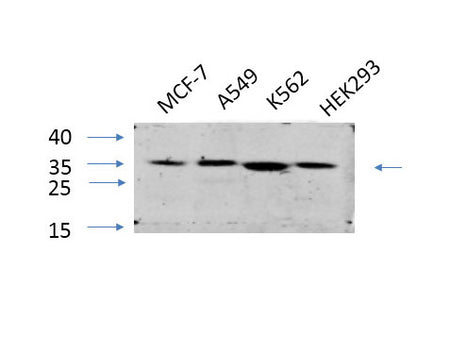 ENO2 Polyclonal Antibody Store at -20°C
