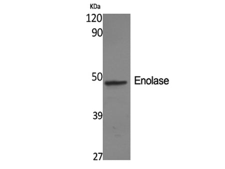 ENO2 Polyclonal Antibody Store at -20°C