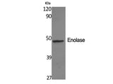 ENO2 Polyclonal Antibody Store at -20°C