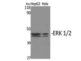 ERK 1/2 Polyclonal Antibody Store at -20°C