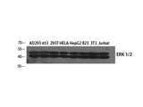 ERK 1/2 Polyclonal Antibody Host Rabbit
