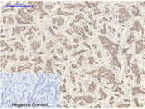 ERK 1/2 Polyclonal Antibody Host Rabbit