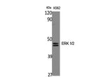 ERK 1/2 Polyclonal Antibody Host Rabbit
