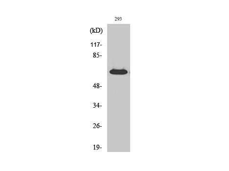 ER alpha Polyclonal Antibody Store at -20°C
