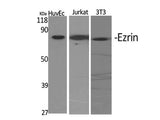 EZR Polyclonal Antibody Store at -20°C