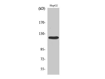 FAK Polyclonal Antibody Store at -20°C
