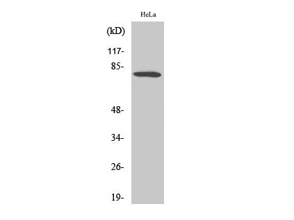 FOXO1 Polyclonal Antibody Store at -20°C