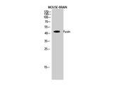 CXCR4 Polyclonal Antibody Reactivity Human