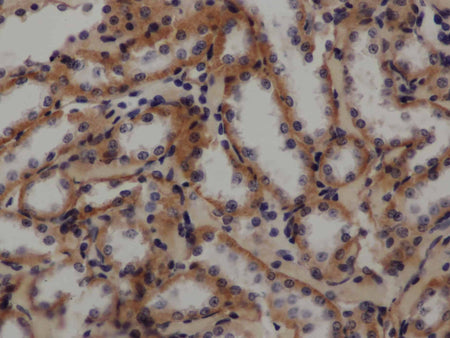 GLUT-1 Polyclonal Antibody Store at -20°C