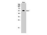 GLUT-1 Polyclonal Antibody Store at -20°C
