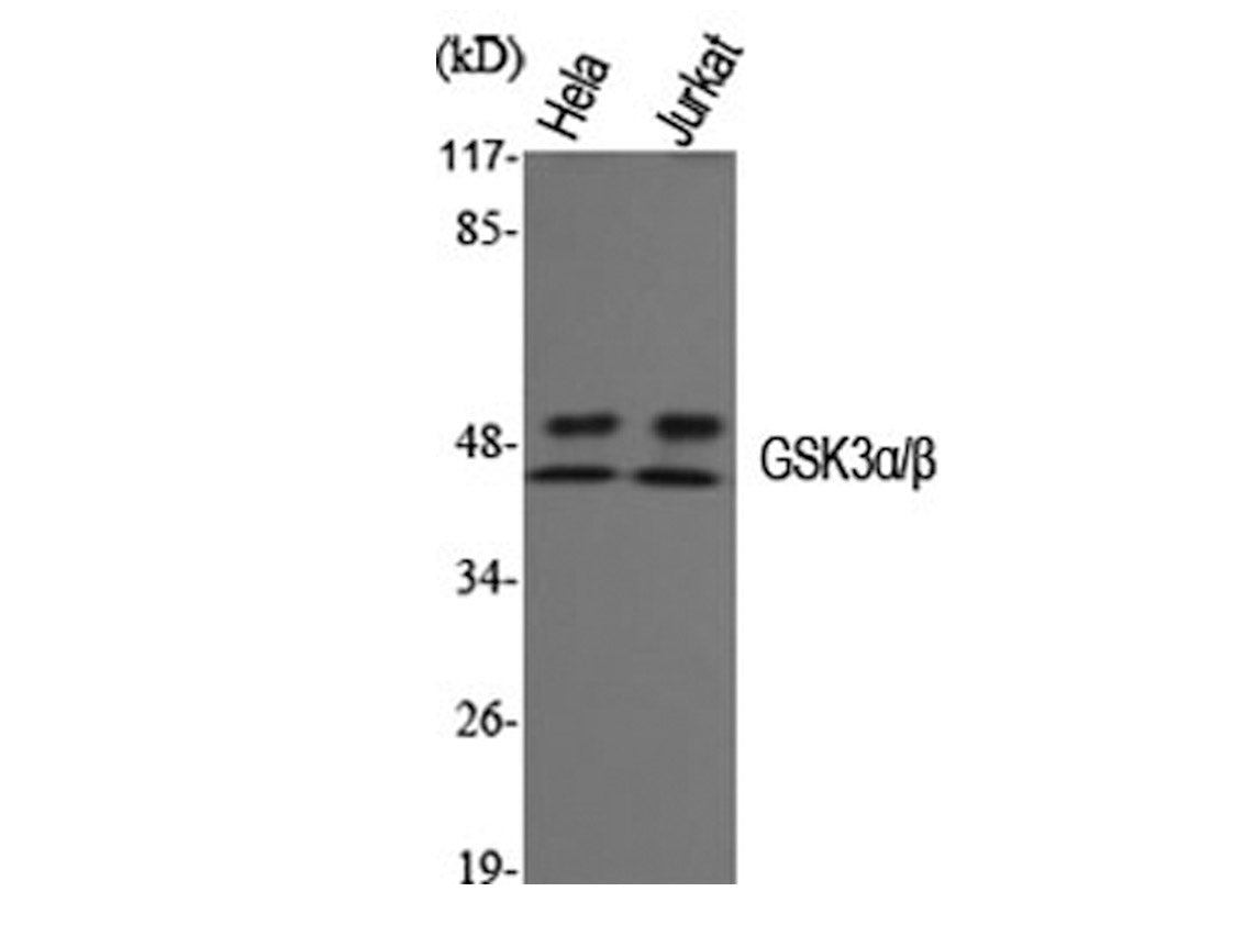 GSK3 alpha/beta Polyclonal Antibody