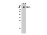 HDAC4 Polyclonal Antibody Store at -20°C