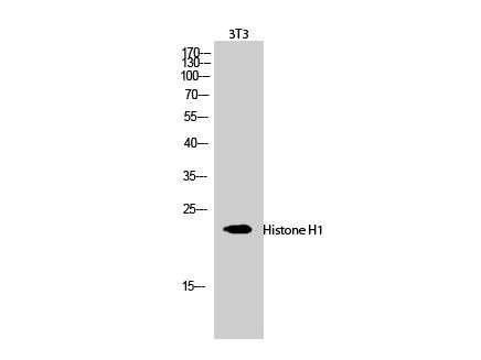 Histone H1 Polyclonal Antibody