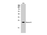 Histone H1 Polyclonal Antibody