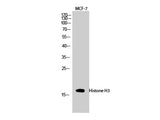 Histone H3 Polyclonal Antibody Storage Store at -20°C
