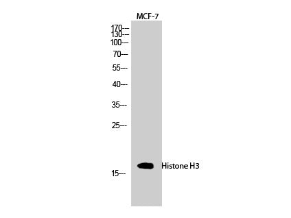 Histone H3 Polyclonal Antibody Reactivity Human