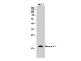 Histone H3 Polyclonal Antibody Reactivity Human