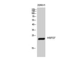 HSP27 Polyclonal Antibody