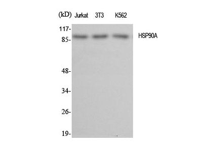 HSP90 alpha Polyclonal Antibody Store at -20°C