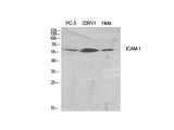 CD54 Polyclonal Antibody Reactivity Human